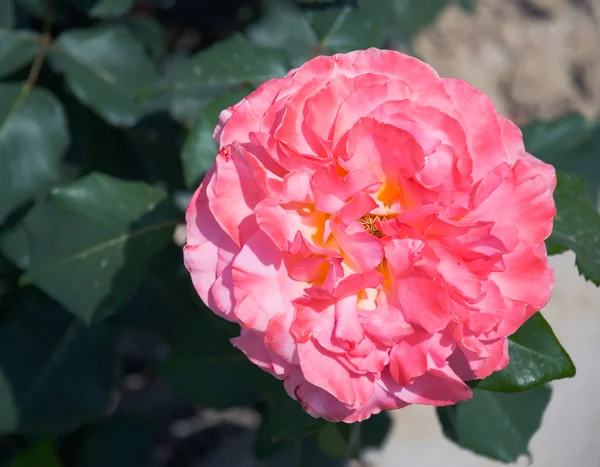 かすかにピンクのバラ — ストック写真