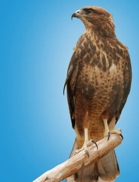 Falcon — Stockfoto