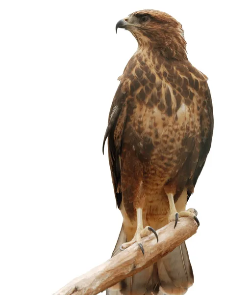 Falcon — Stock Photo, Image
