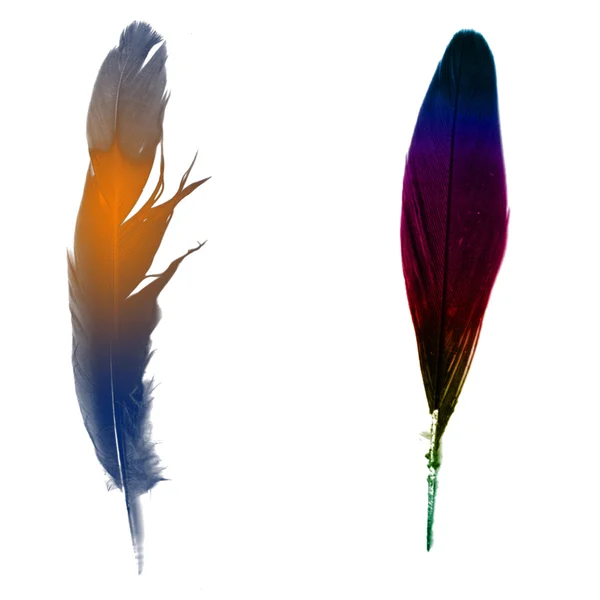 La pluma del ave (variante ) —  Fotos de Stock