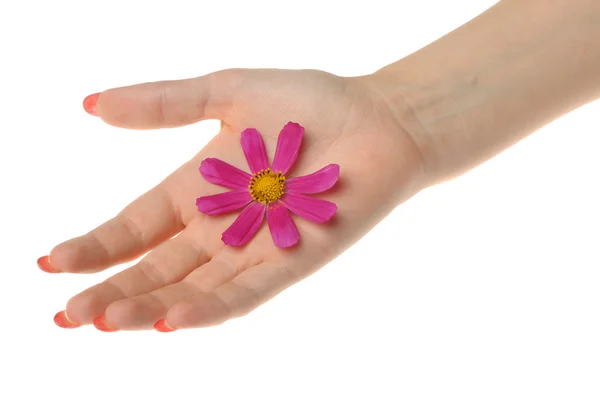 Цветок в женских руках — стоковое фото
