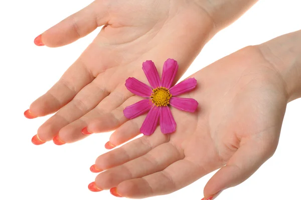 Fleur dans les mains féminines — Photo