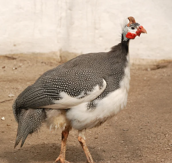 Female partridges — Stock Photo, Image