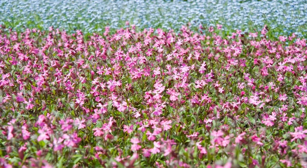 Цветы на поле — стоковое фото