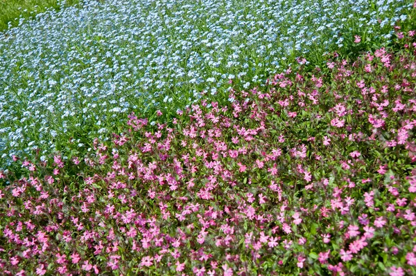 Květiny na hřišti — Stock fotografie