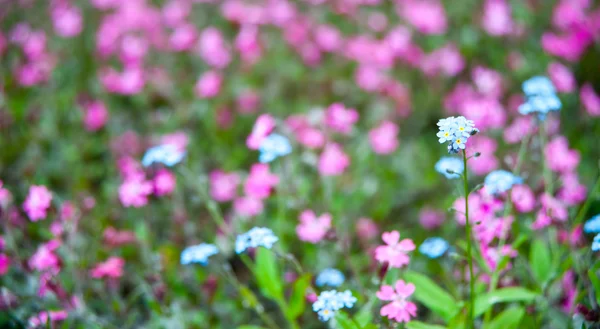 Квіти на полі — стокове фото