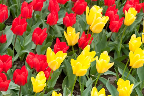 Champ florissant de tulipes — Photo