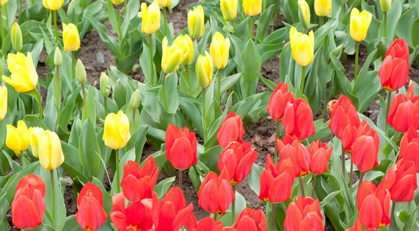 Kvetoucí pole tulipánů — Stock fotografie