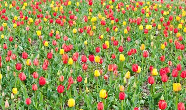 Kvetoucí pole tulipánů — Stock fotografie