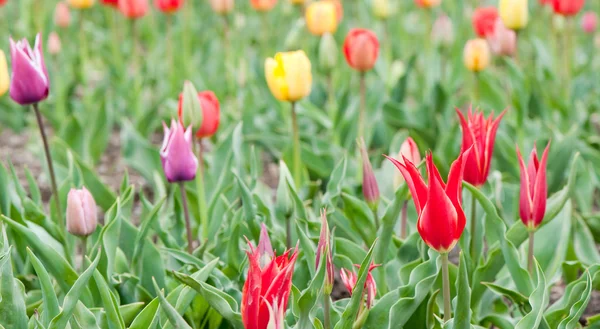 Bloeiende gebied van tulpen — Stockfoto