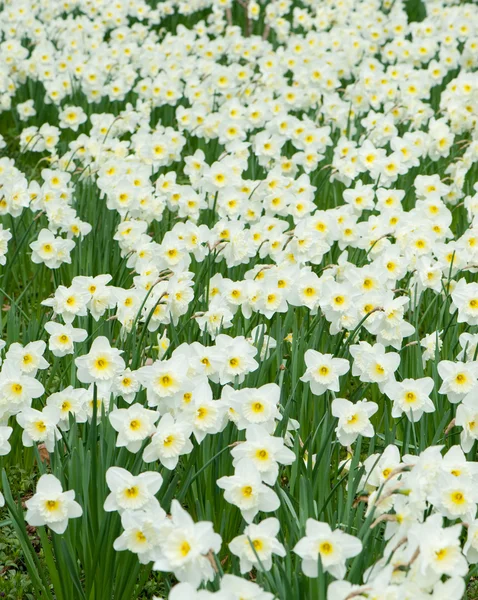 Поле білих квітів Нарцис — стокове фото