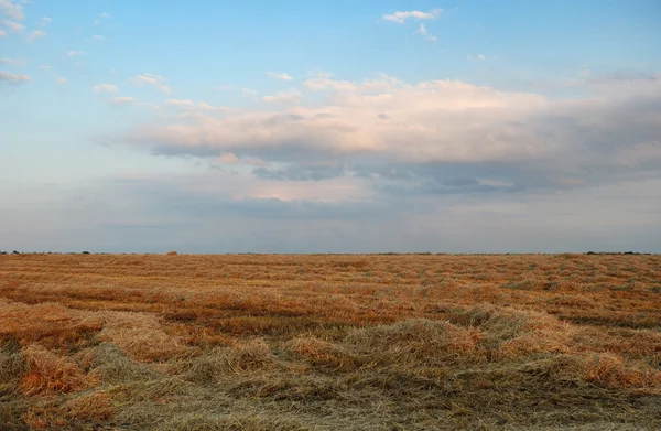Field with hay cloudy sky — Stock Photo, Image