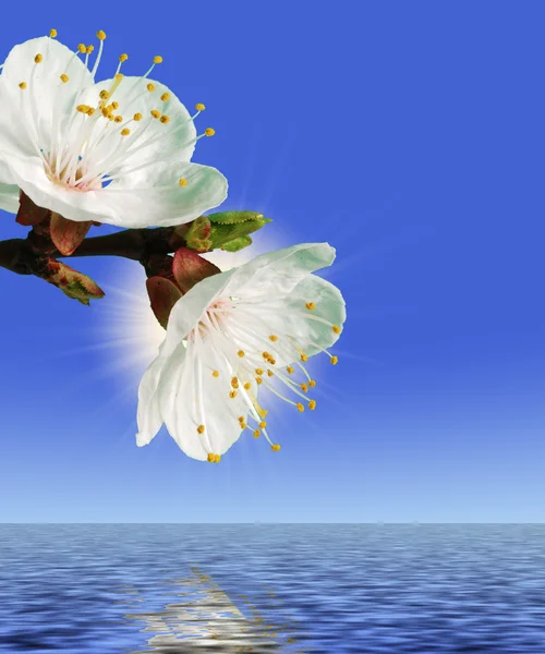 Blume über Wasser — Stockfoto