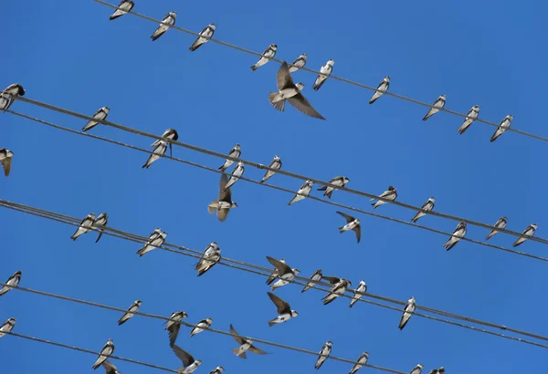 stock image Birds (martlet) sitting on electric wires