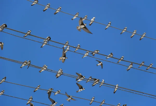 Stock image Birds (martlet) sitting on electric wires