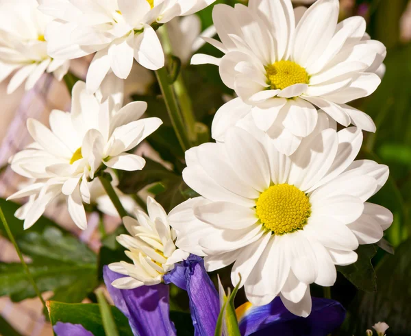 白い菊の花束 — ストック写真