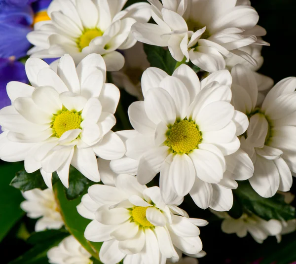 Bouquet of white chrysanthemums — Stock Photo, Image