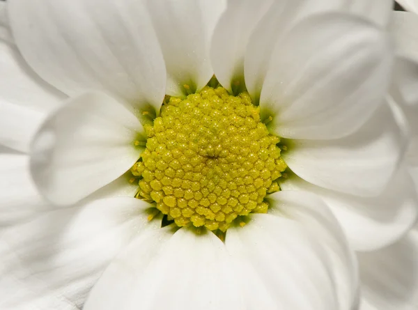 Closeup flower white chrysanthemums — Stock Photo, Image
