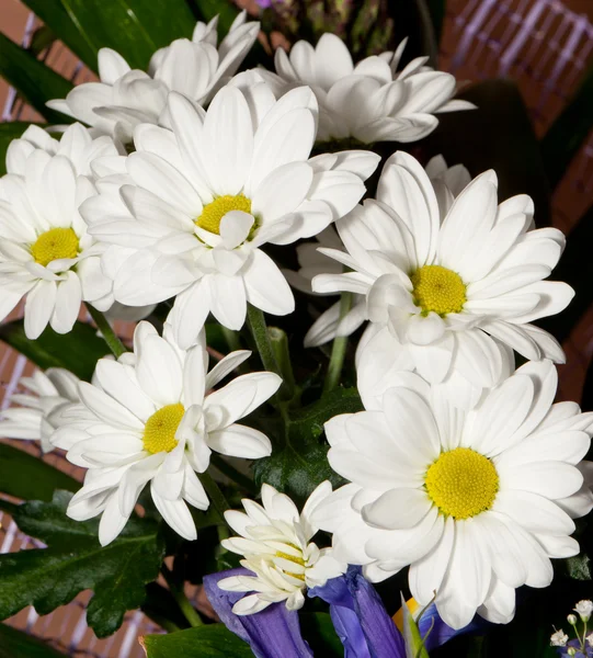 Bouquet of white chrysanthemums — Stock Photo, Image