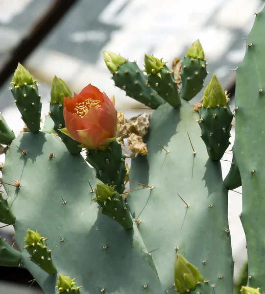 stock image Flowering exotic cactus