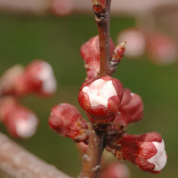 アプリコット、正方形の果物の花 — ストック写真