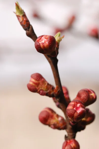 한 살구의 과일의 꽃 — 스톡 사진