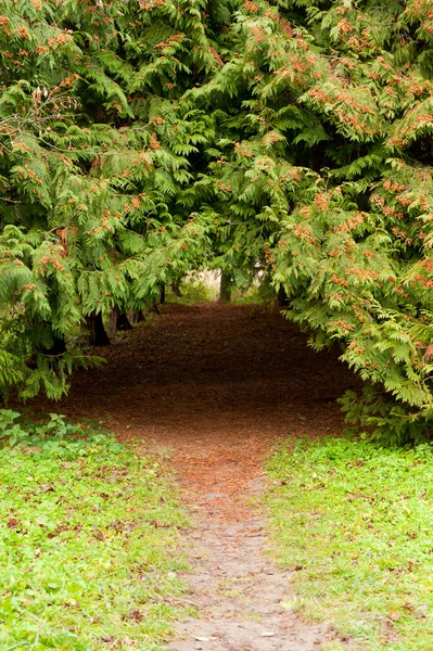 Łuk wygięty chodnik pomiędzy drzew iglastych — Zdjęcie stockowe