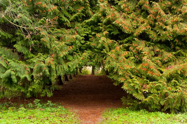 Oblouk pěšina mezi jehličnatými stromy — Stock fotografie
