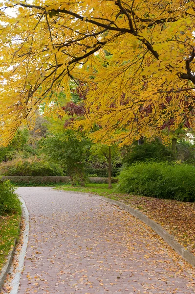 Steegje met verharde weg naar herfst park — Stockfoto
