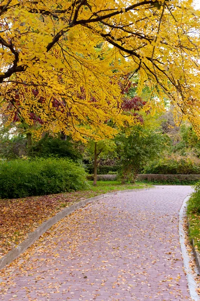 Alleyway com estrada pavimentada ao parque do outono — Fotografia de Stock