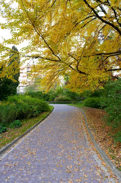 Allée avec route goudronnée vers le parc d'automne — Photo
