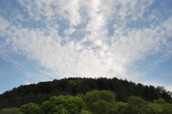 Лес и небо — стоковое фото