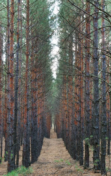 숲 — 스톡 사진