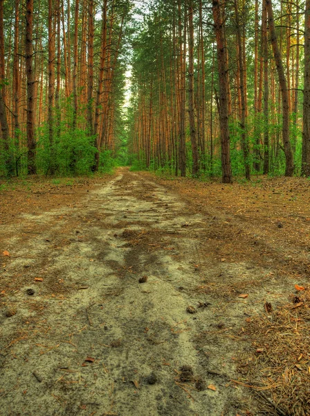 숲의 경로 — 스톡 사진