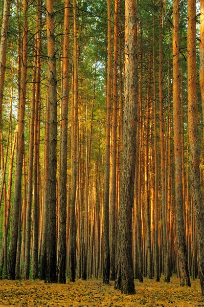 Floresta — Fotografia de Stock
