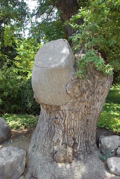 Скам'янілі дерево — стокове фото