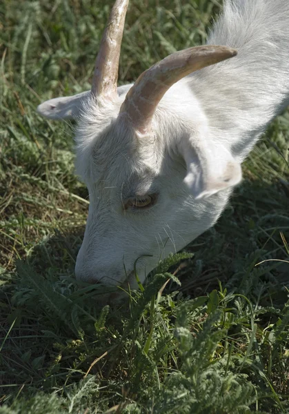 Ziege weidete auf einer Weide — Stockfoto