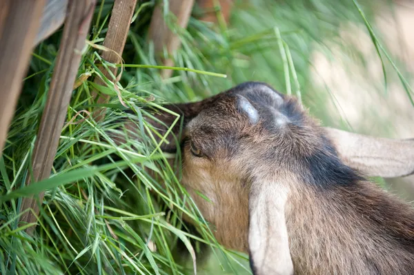 Goat eating grass — Stock Photo, Image