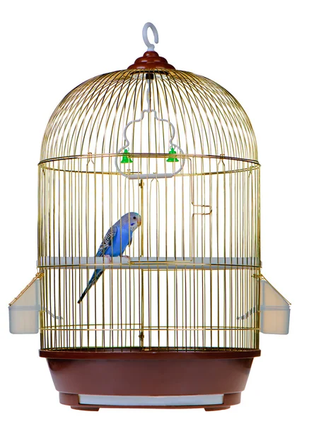 Papegoja i bur — Stockfoto
