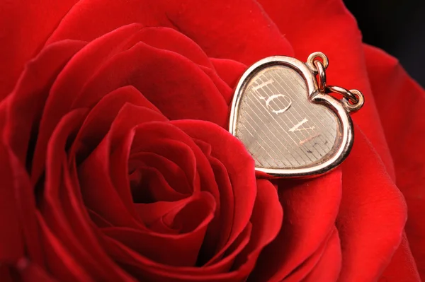 Gouden hart in een rode roos — Stockfoto
