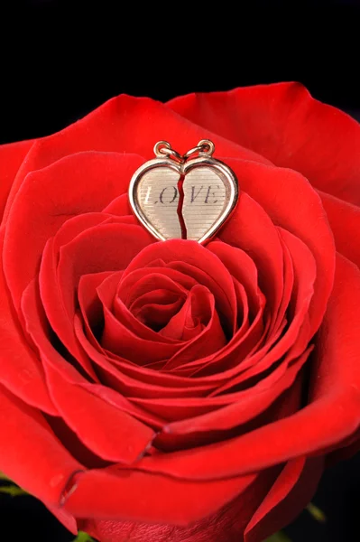 Goldenes Herz in einer roten Rose — Stockfoto