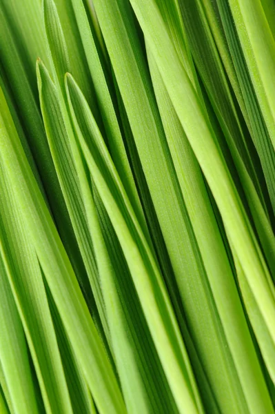 Grass a background — Stock Photo, Image
