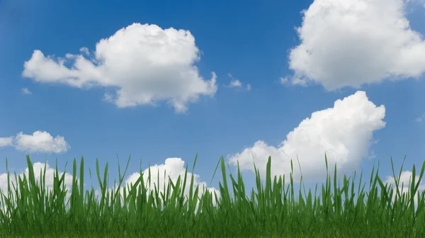 Gräs och molnigt himlen — Stockfoto