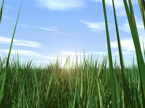 Gras & Himmel — Stockfoto