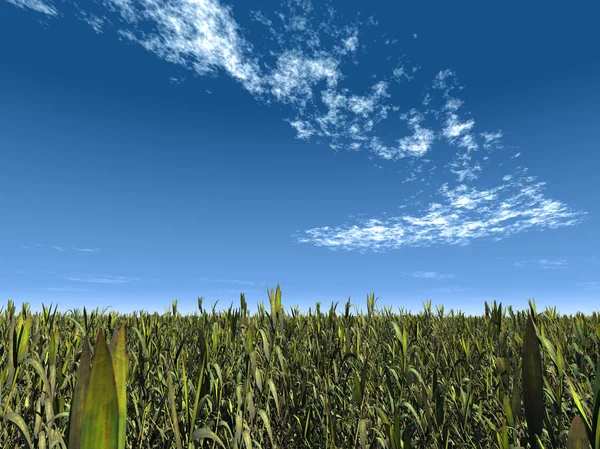 Grass and the sky — Stock Photo, Image