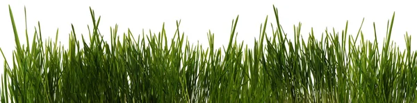 Grass is isolated panoramic — Stock Photo, Image
