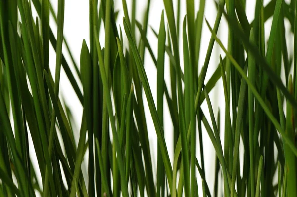 Grass is isolated — Stock Photo, Image
