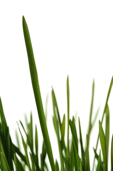Grass is isolated — Stock Photo, Image