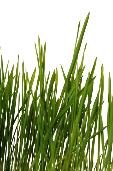 Gras ist isoliert — Stockfoto