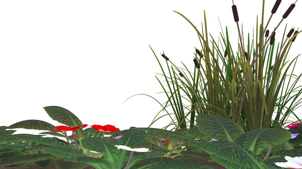 Trawa trzciny, kwiaty & bagno na białym tle — Zdjęcie stockowe